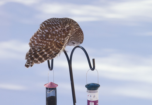 Barred Owl Winter 2021